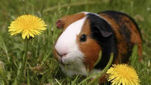15 Great Cruelty-Free Companies
