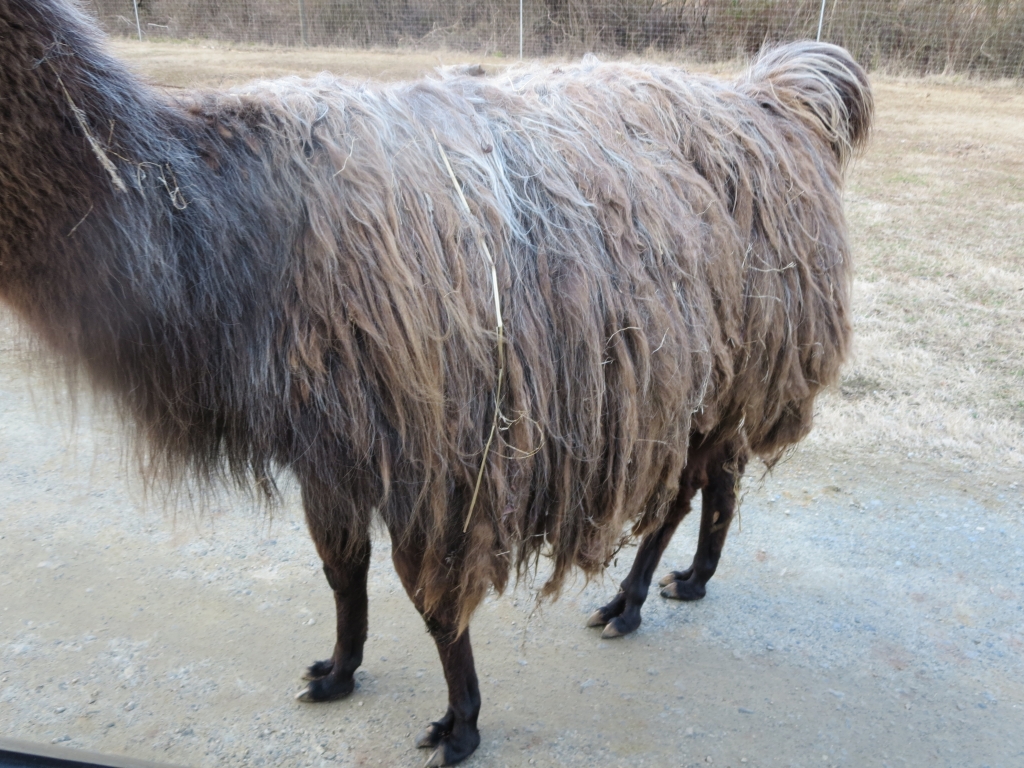 Llama with matted hair at Lazy 5 Ranch