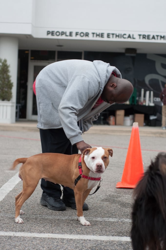 Lulu the pit bull with guardian at PETA Spay-a-thon 2014