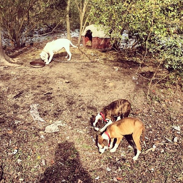 Mom Dog and Puppies