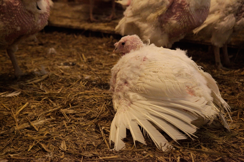 PETA Germany Sad Turkey Farm Investigation