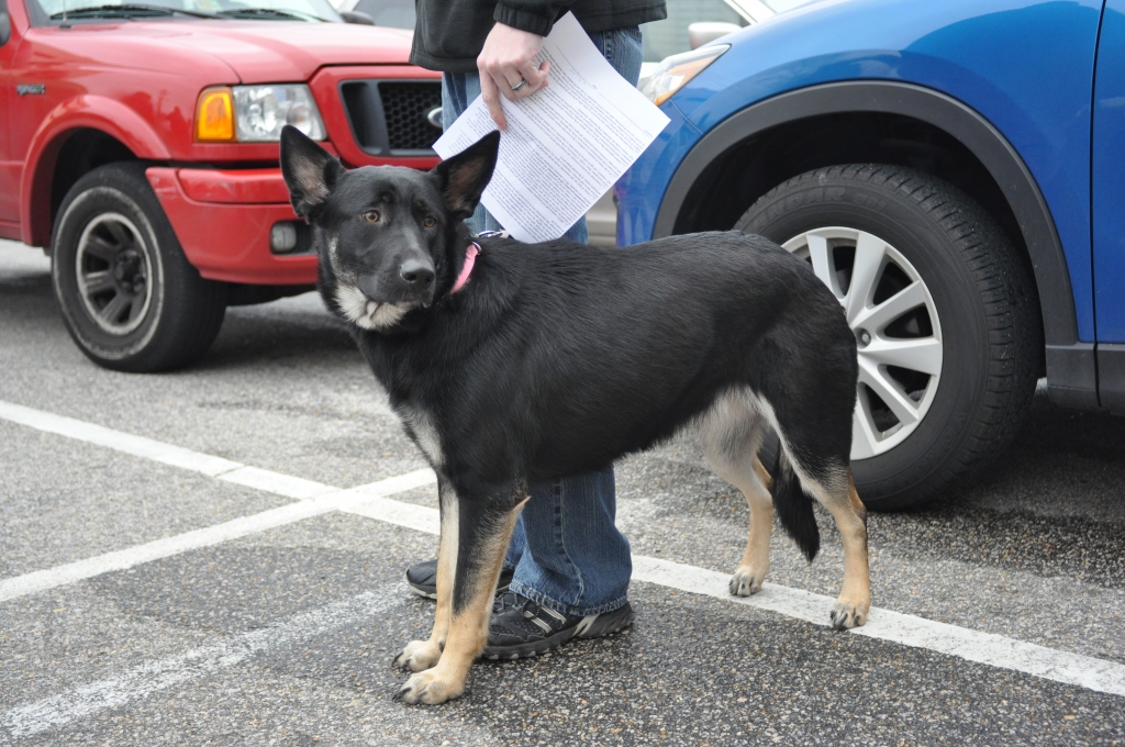 PETA Spayathon 2014 German Shepherd