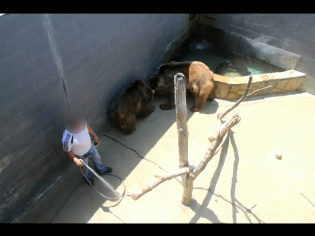 Bear Pits at CBZ