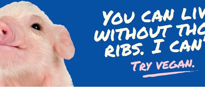 Pig - Chicago Billboard