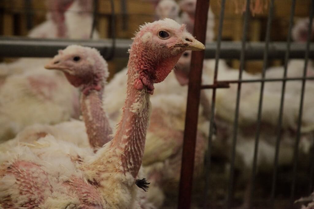 Sad Germany Turkey Farm Investigation