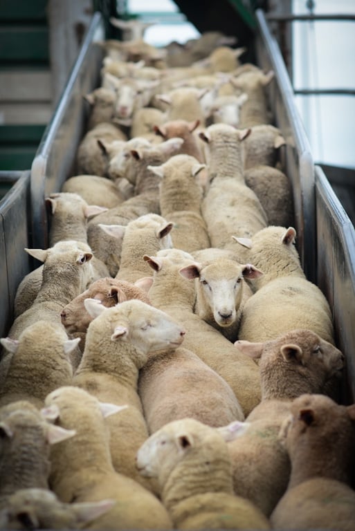 Sheep Live Export