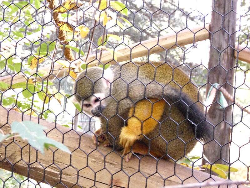 Squirrel-Monkey-Lincoln-Childrens-Zoo