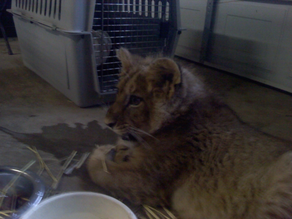 Tiger Cub Baby Kirshner (1)