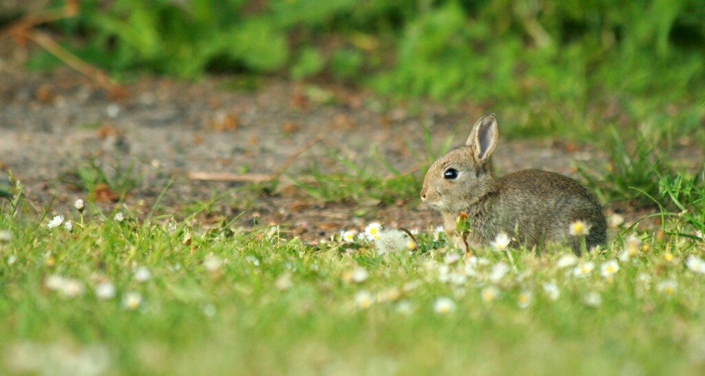 Wild Rabbit