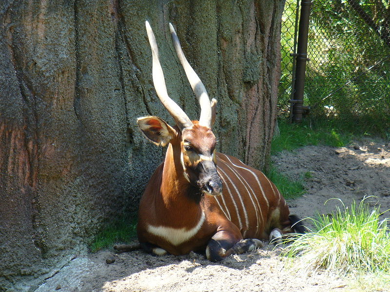 Bongo in Zoo