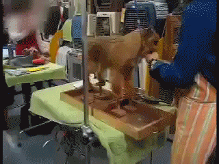 Westminster Dog on Pegs