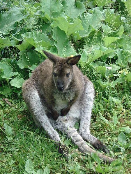 cleveland-zoo-kangaroo