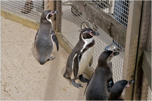 Penguins at Zoo