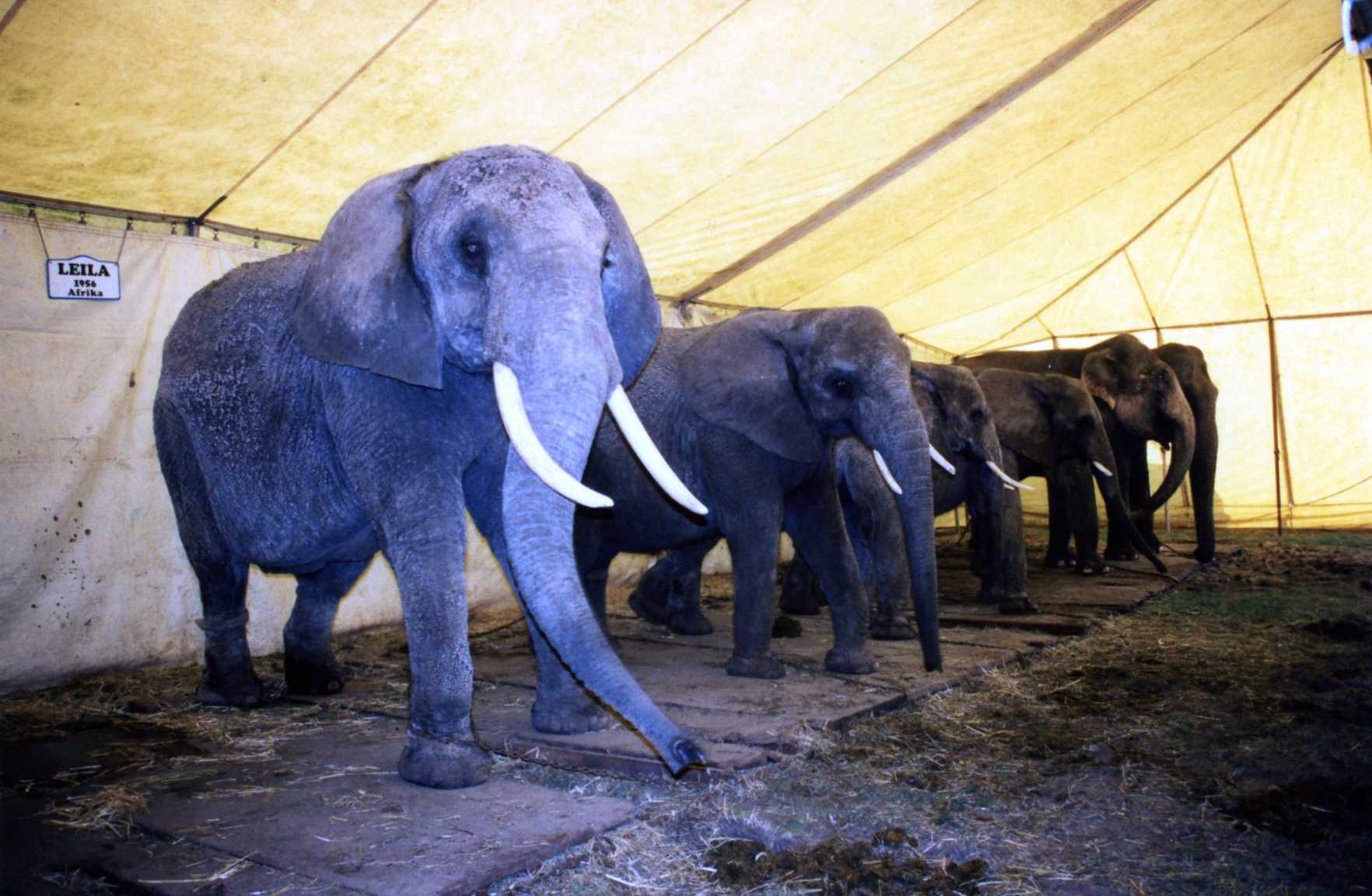 10 Reasons Not to Attend an Animal Circus | PETA