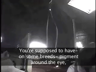 Dog Eyeliner Logic