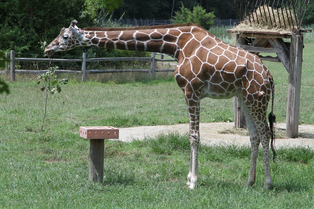 giraffe-in-zoo