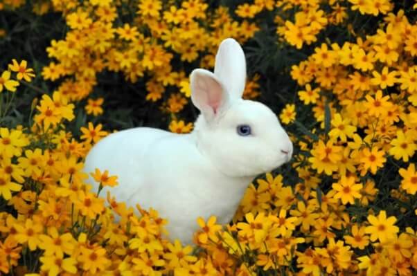 Bunny Rabbit in Flowers