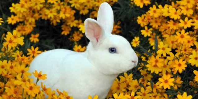 45 adorable bunny facts to make you go squee peta