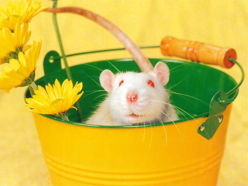 Jack the Rat