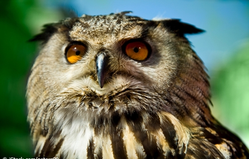 Owl Closeup