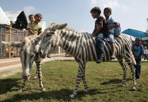 painted-donkeys-zebras