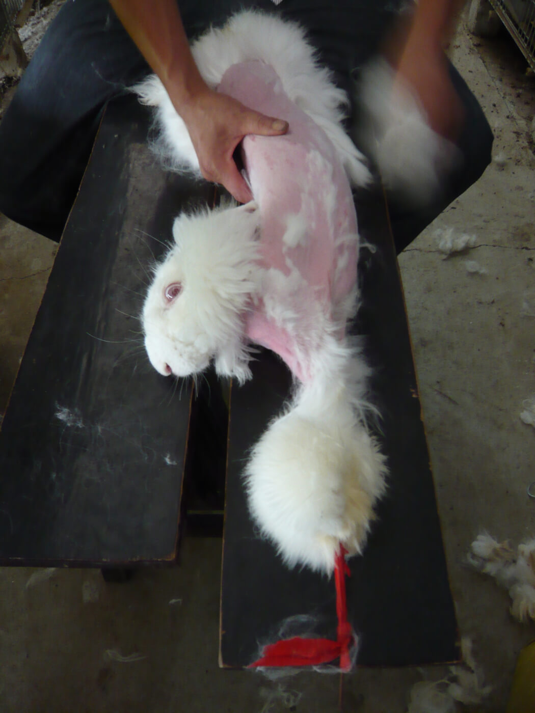 2014 – Angora