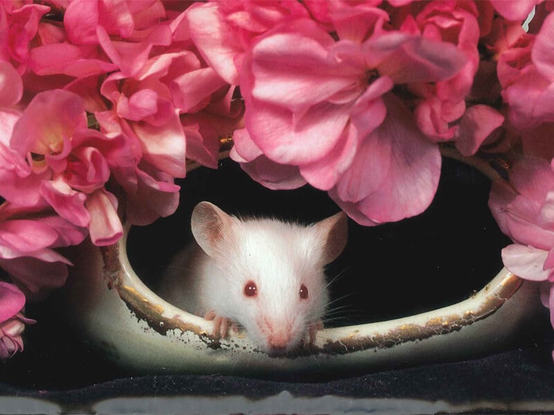 Cute Rat with Pink Flowers