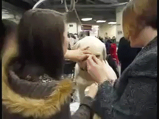 Sad Dog