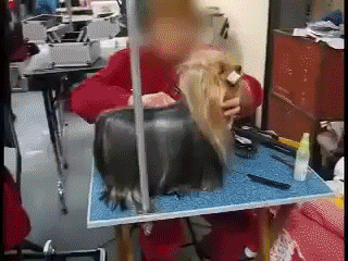 Sad Small Dog