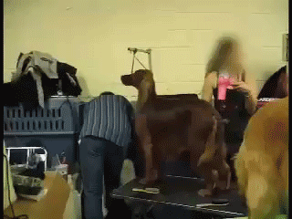 Dog Tied to Table