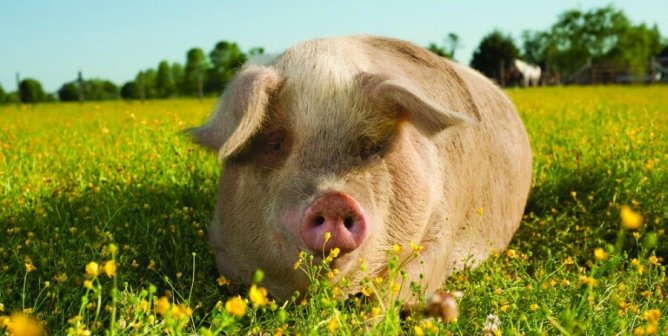16 Photos That Will Change Your Mind About Eating Meat