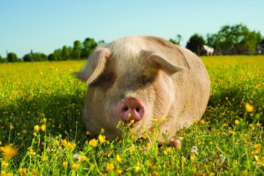 Happy Pig In Field