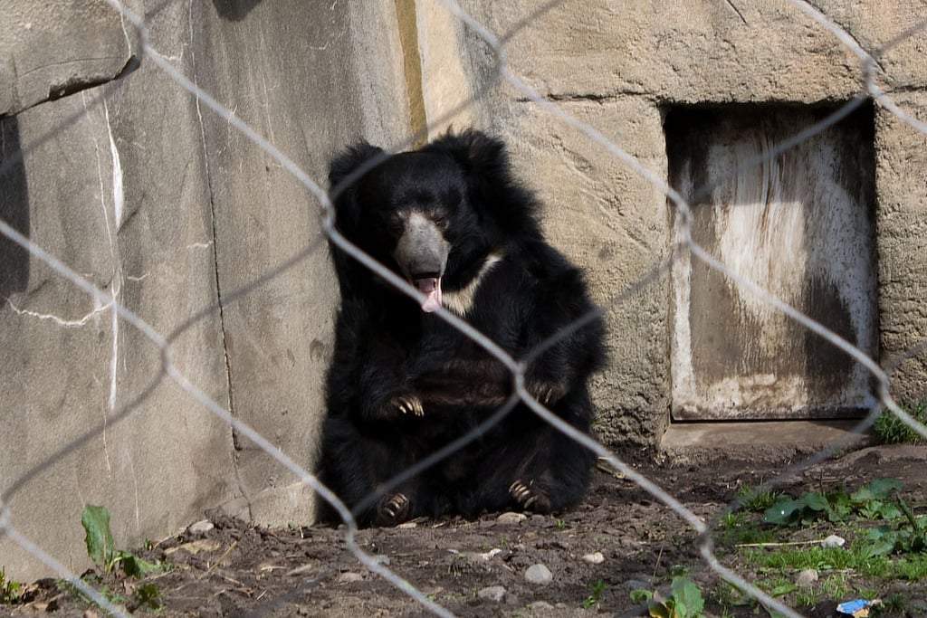 sloth-bear