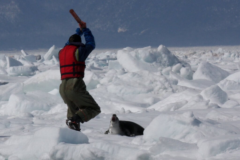 2009 Seal Hunt