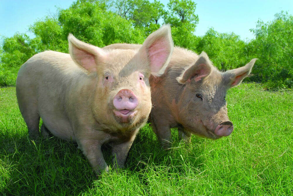 Two Happy Pigs Outside