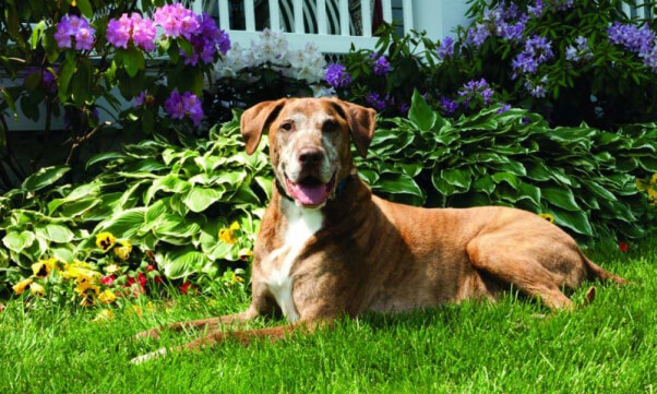 Clyde the Dog Laying Outside