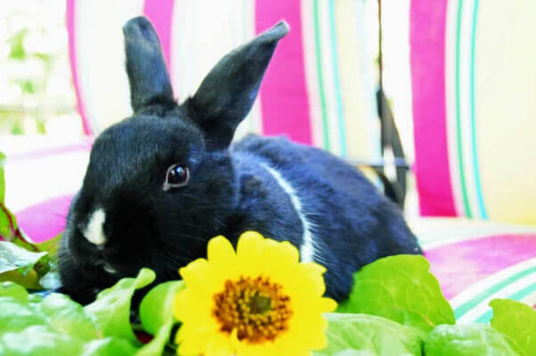 Bunny Rabbit with Sunflower