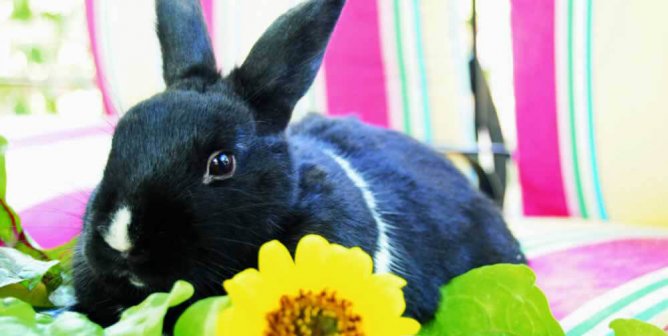 Top 3 Signs That Cruelty-Free Cosmetics Are Taking Over