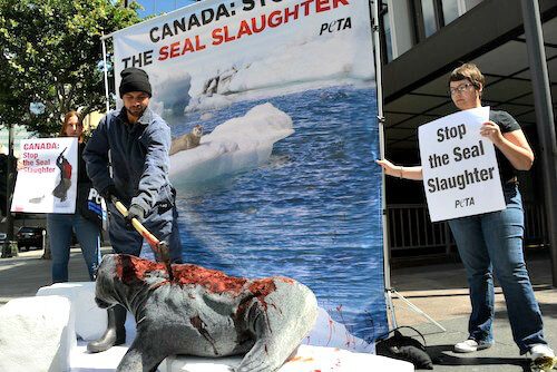 CanadianSealSlaughterImage