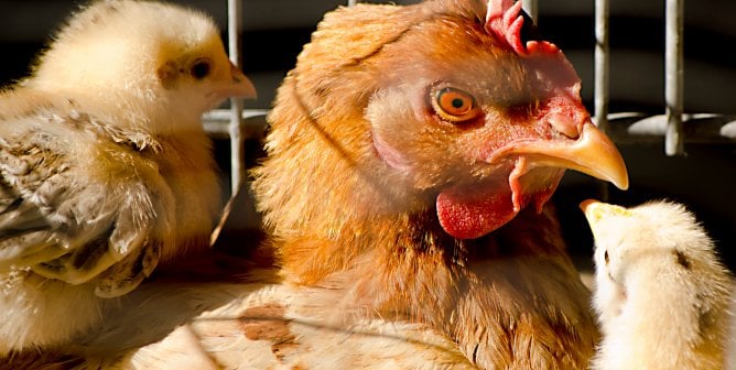 Where Do Eggs Come From?