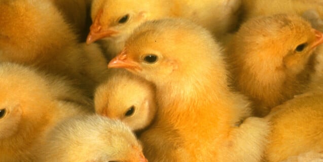 Chicks Crowded