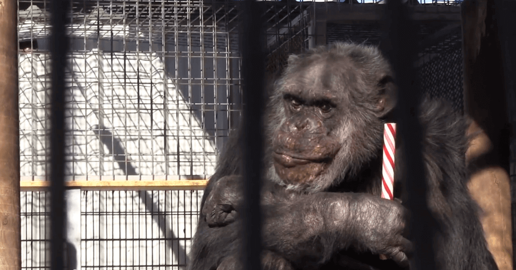 Chimpanzee at GW Zoo