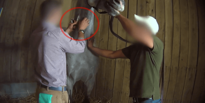peta horse racing whistleblower hotline featured