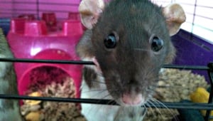 Frequently Asked Questions About Donating to PETA