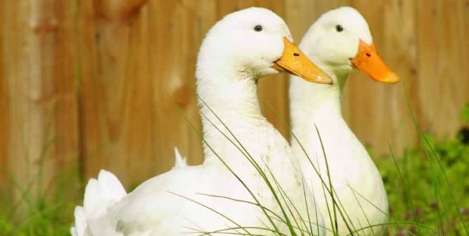 PETA and Postmates Team Up to Save Ducks, Do Right by Animals