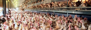 Free Range Eggs, Farm, Labels, Lies, Misleading, Hens, Crowded, Sheds