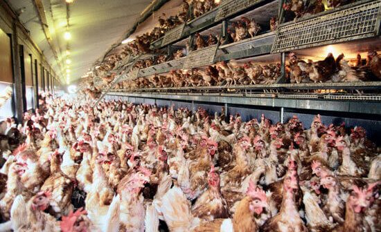 Free Range Eggs, Farm, Labels, Lies, Misleading, Hens, Crowded, Sheds