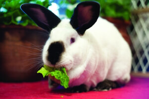 Eddie the Rabbit Eating