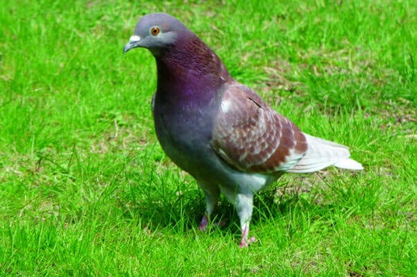 Teller the Pigeon