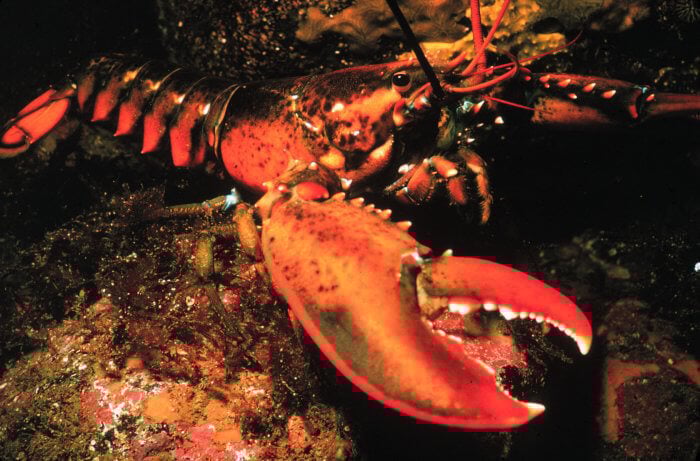 Consider the Lobster? That's the Least We Can Do | PETA Consider the Lobster? That's the Least We Can Do | PETA